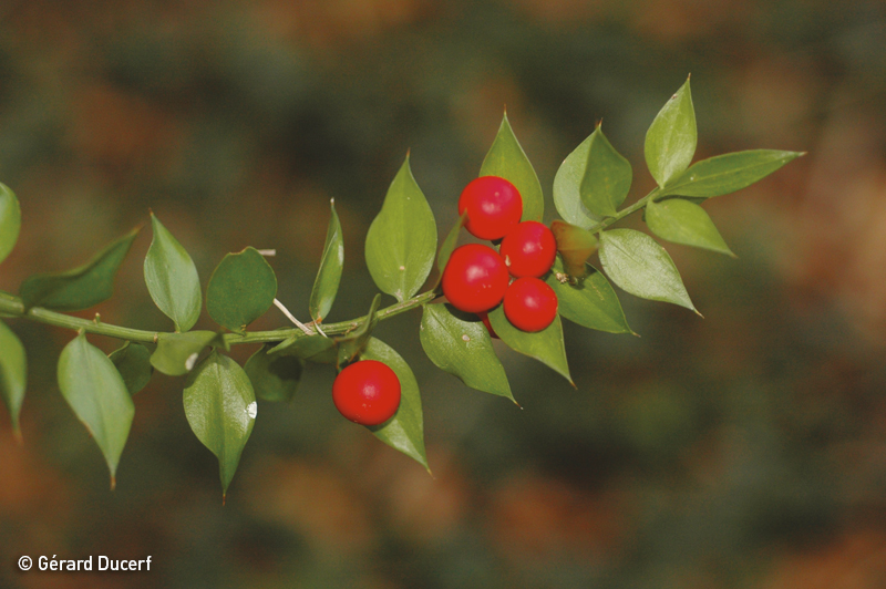 Phytothérapie Petit houx - Extrait de plantes fraîches bio Herbiolys